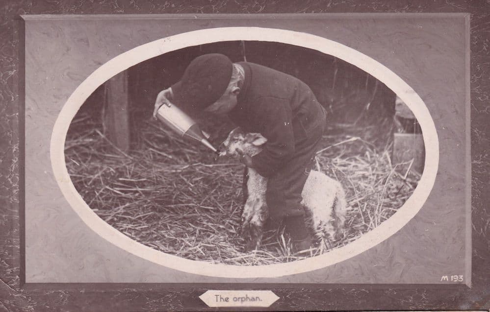 Bottle Feeding An Orphan Animal Real Photo Old Postcard