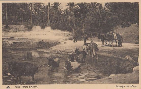 Bou Saada Passage De L'Oued Old African Postcard
