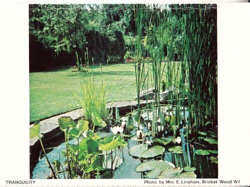 Bricket Wood Village Garden Gardens Pond Hertfordshire Womens Institute Postcard