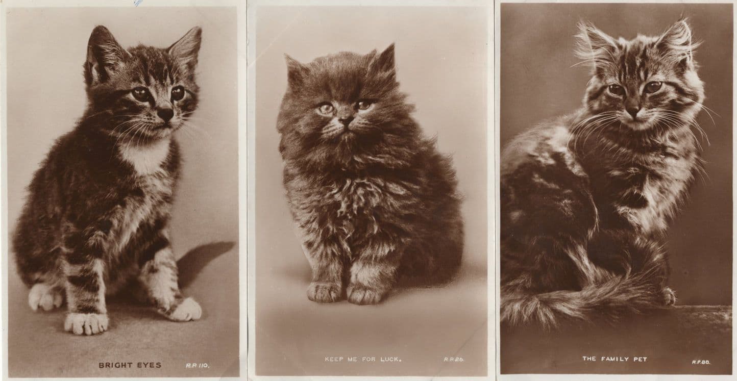 Bright Eyes The Family Pet Keep Me For Luck 3x Cat Valentines RPC Postcard s
