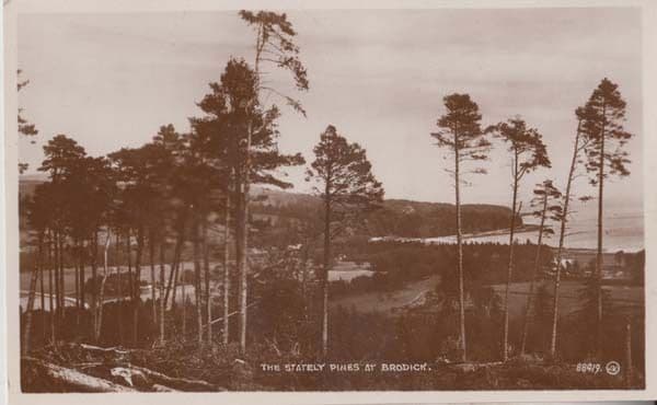 Brodick Stately Pines Vintage Scottish Real Photo Postcard