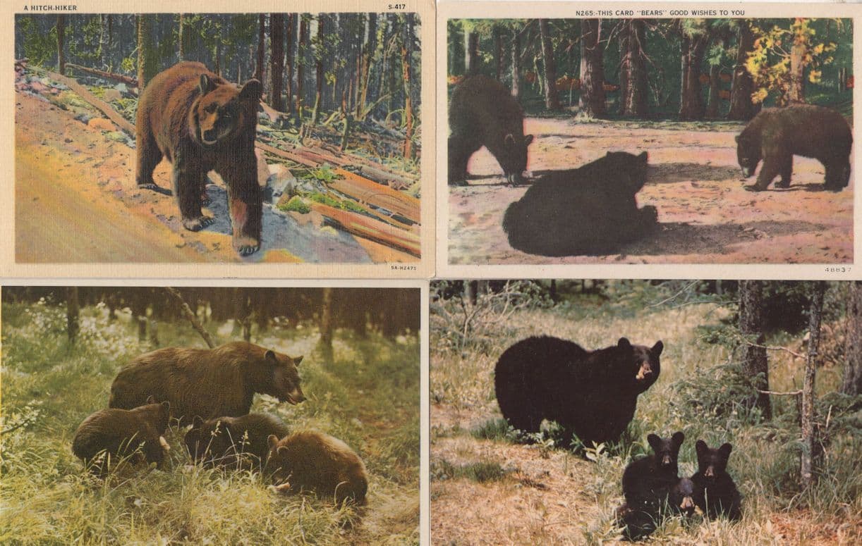 Brown Black Bear Hitch Hiker etc 4x Vintage Old Postcard s