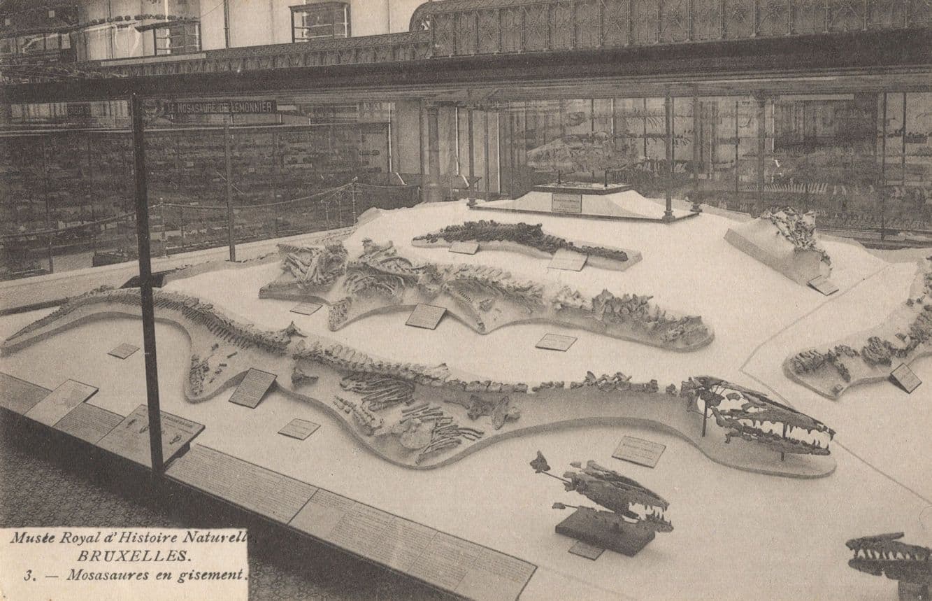 Bruxelles Prehistoric Dinosaurs As Maps WW1 Antique Belgium Postcard