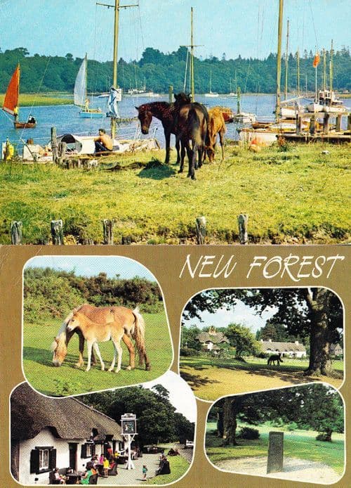 Bucklers Hard New Forest Horse Horses + Multi View 2x Hampshire Old Postcard s