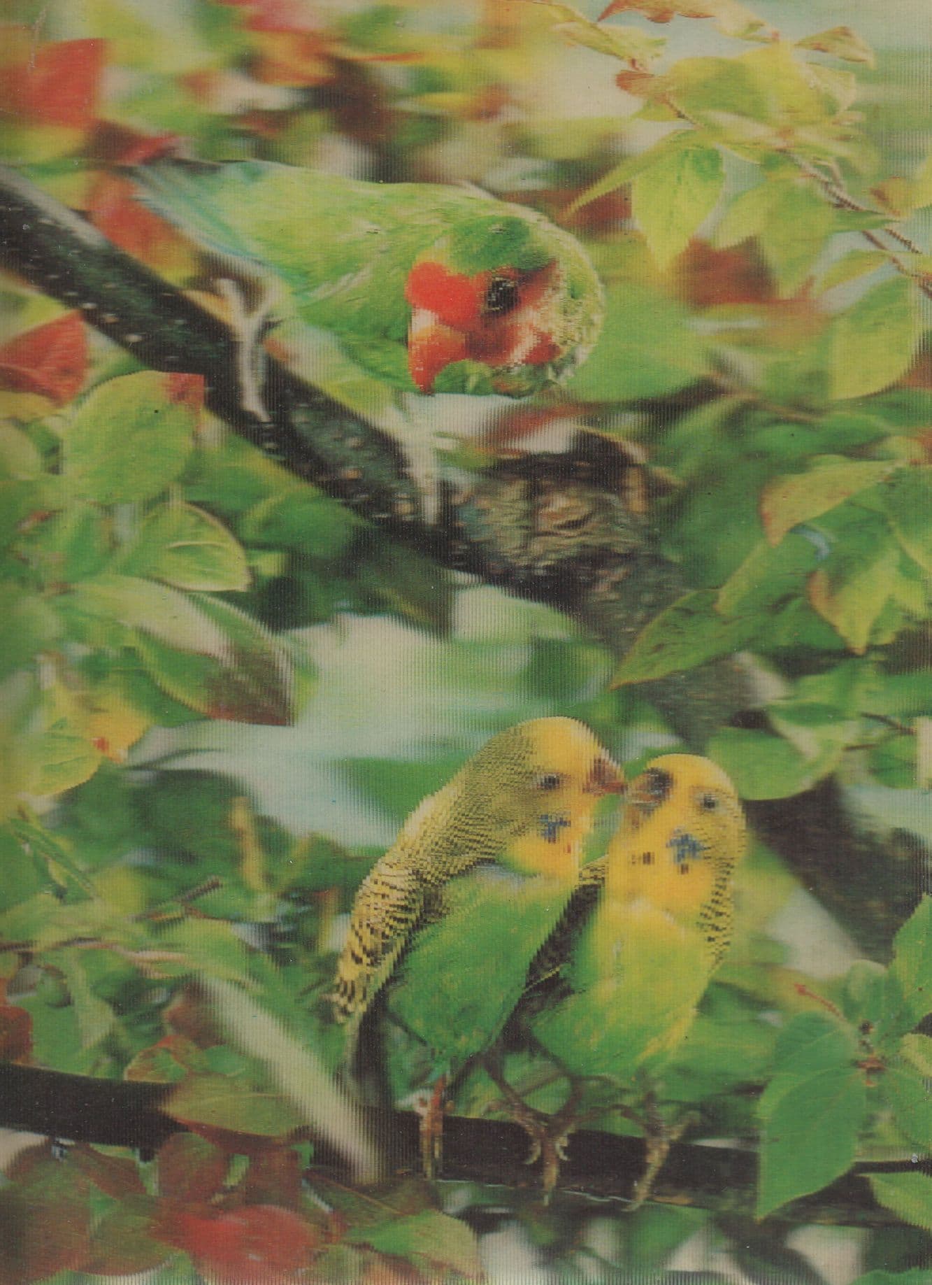 Budgie Budgies Three Dimensional 3D Bird Postcard
