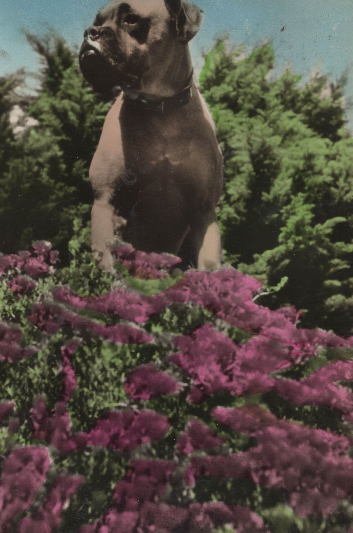 Bulldog Pickwick The Guard Dog at Jersey Holiday Camp Postcard