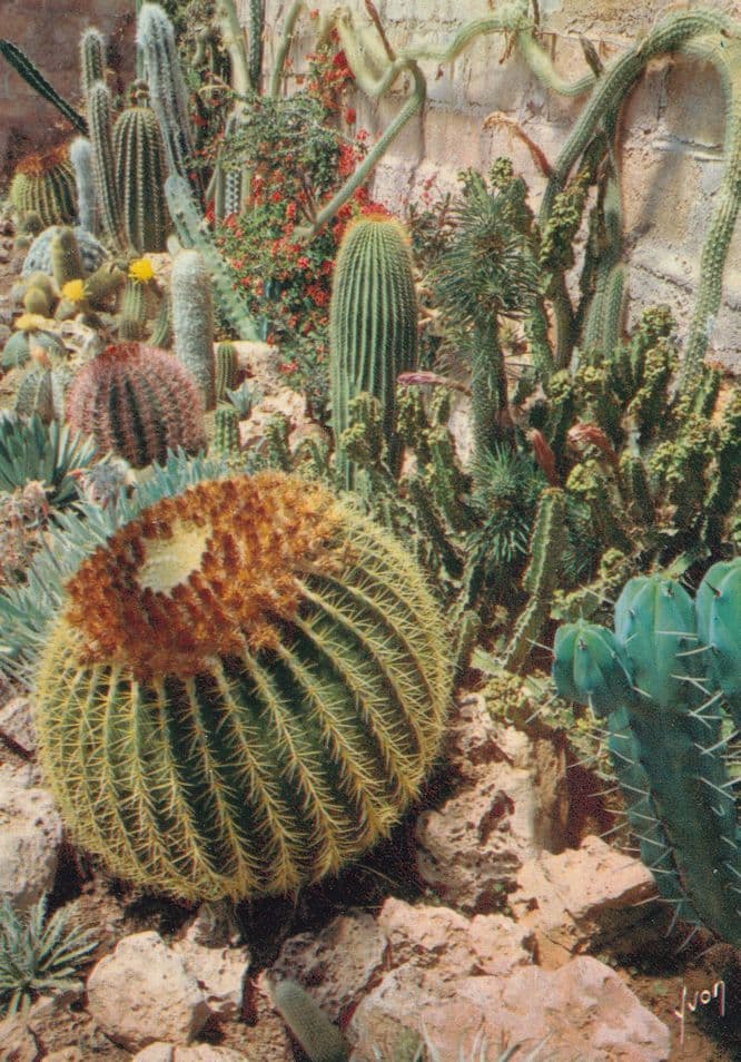Cactus Plants at Cote D'Azur France Postcard