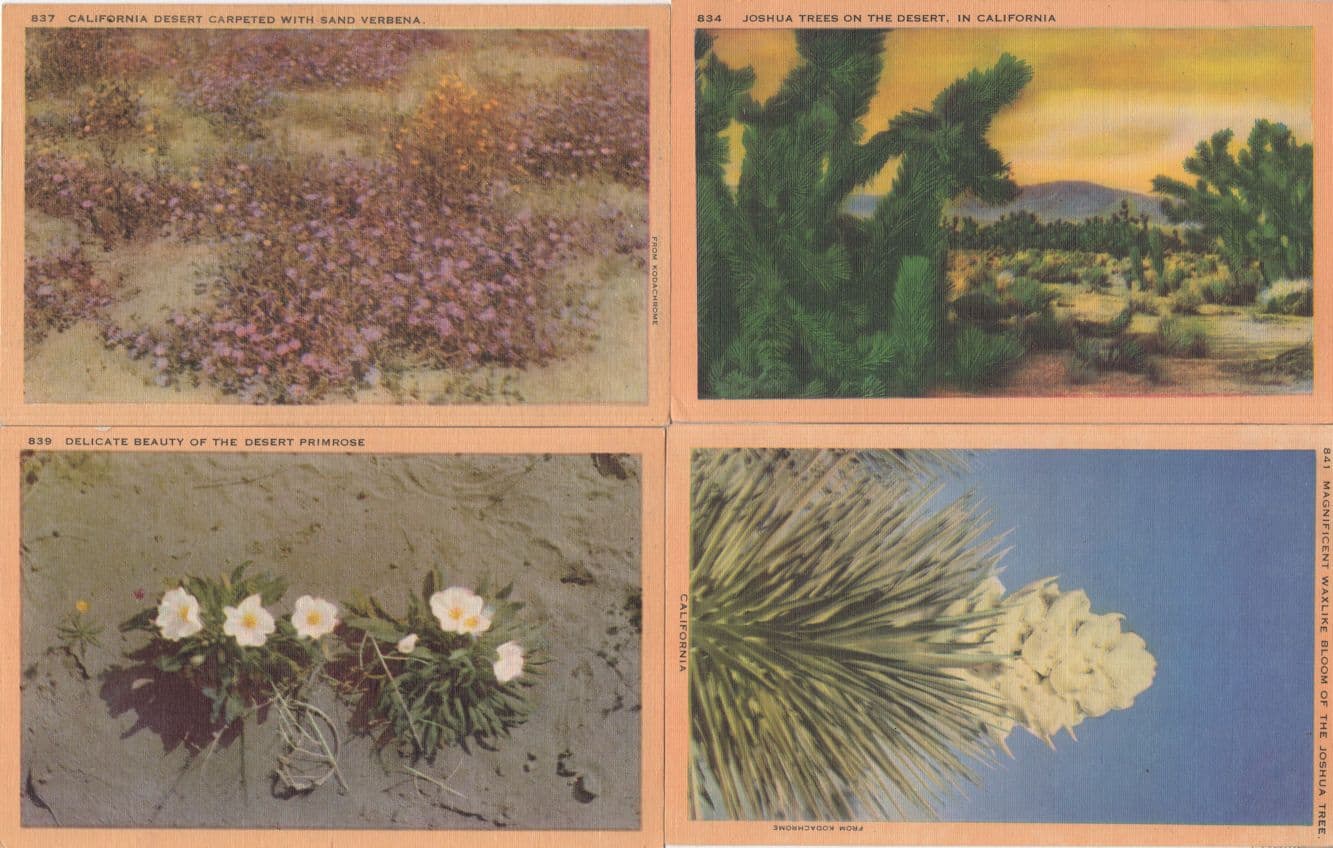 California Desert USA 4x Linen Old Postcard s