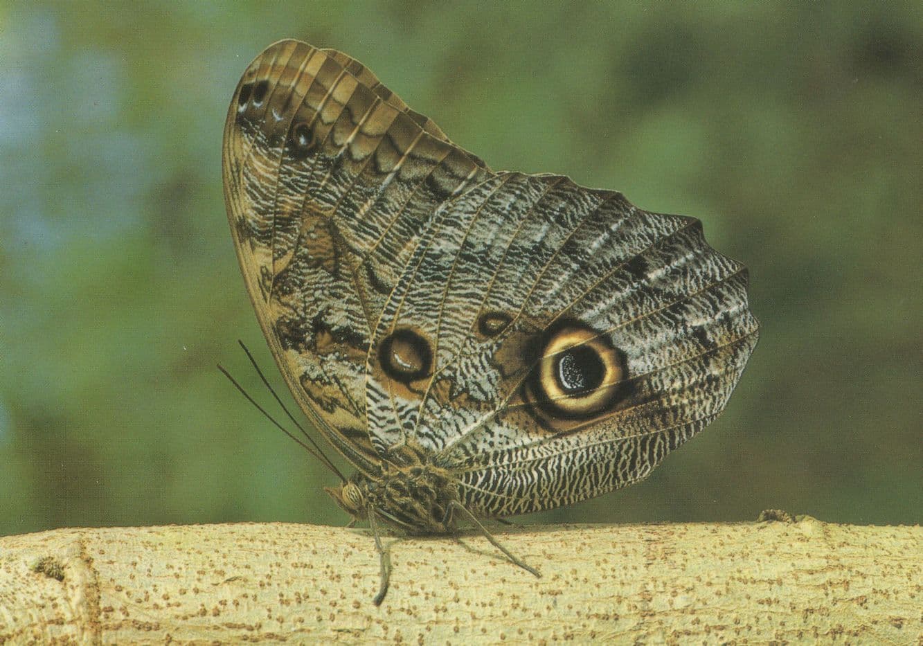 Caligo Memnon Butterfly On Twig Stunning Rare Postcard