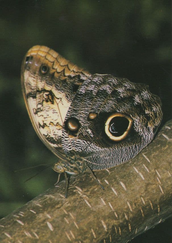 Caligo Memnon Giant Owl South American Butterfly Postcard