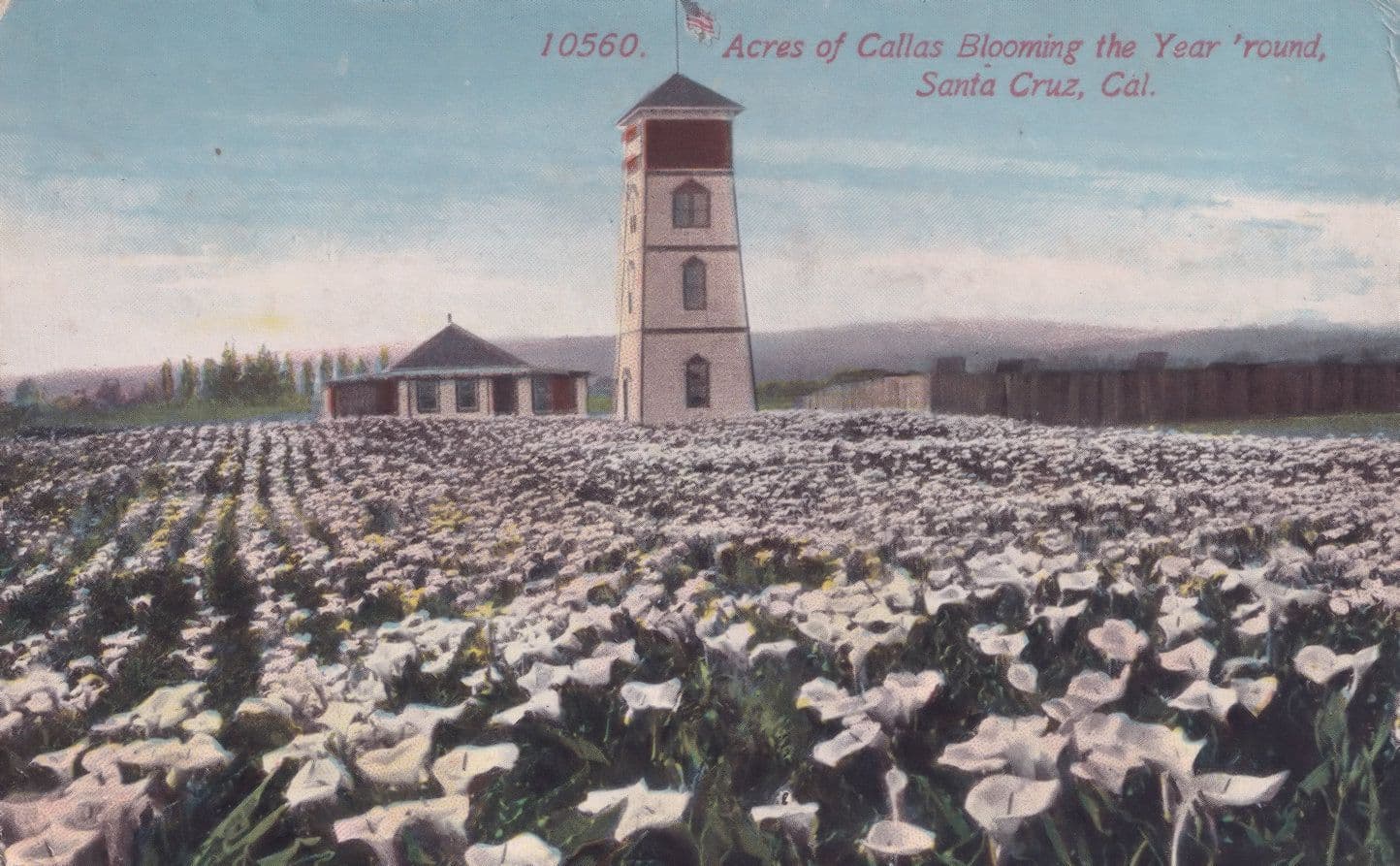 Callas Blooming Santa Bloom USA Postcard