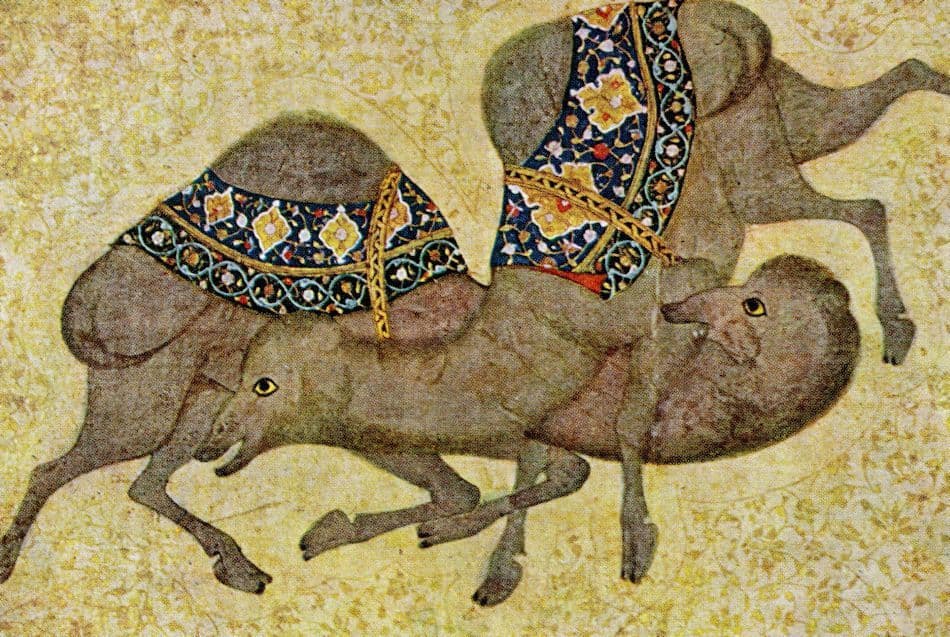 Camel Flight India Mughal Rare Art Painting Postcard