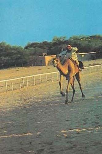 Camel Race Racing Arabian Sports Photo Postcard