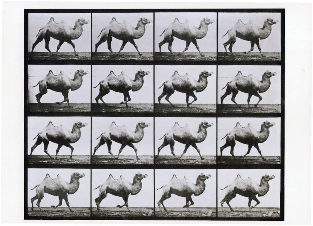 Camel Trotting Animal Photographic Locomotion Victorian Photo Postcard