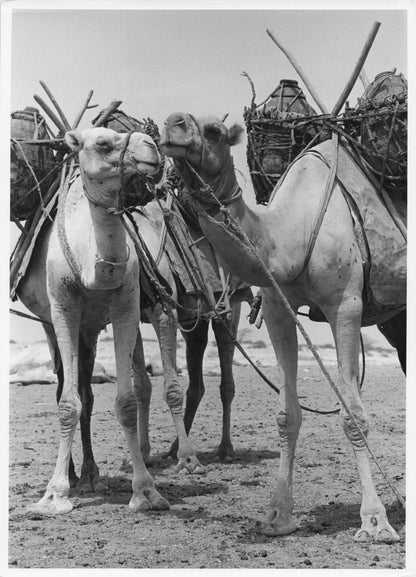 Camels After Refreshment Ready For Kenya Desert Work Old Press Photo