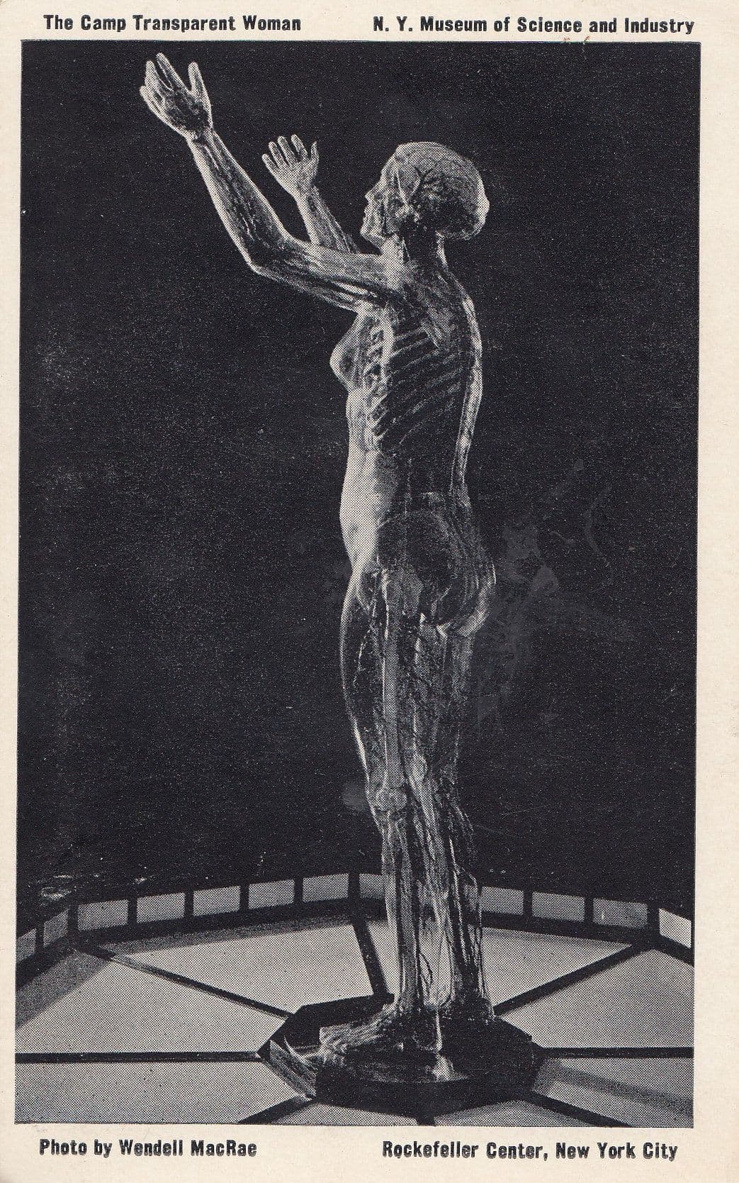 Camp Transparent Woman New York Skeleton Old Museum Postcard