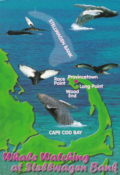 Cape Cod Scenics Sent From Stellwagen Bank Postcard
