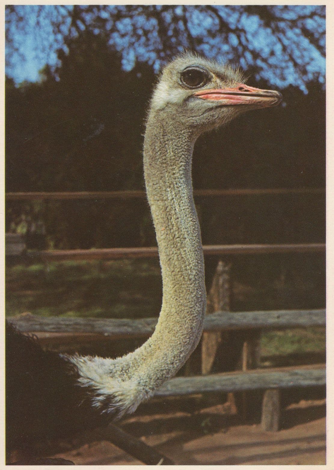 Cape Province South African Ostrich Postcard
