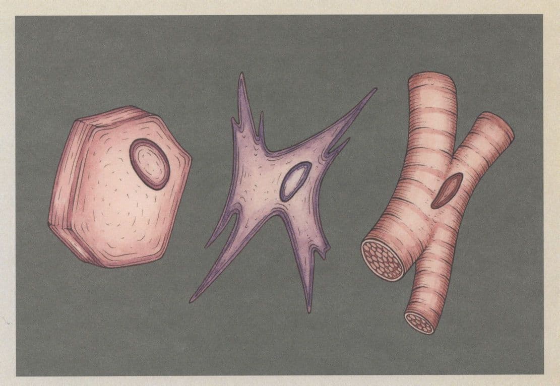 Cardiac Muscle Connective Tissue Epithelial Cell Postcard
