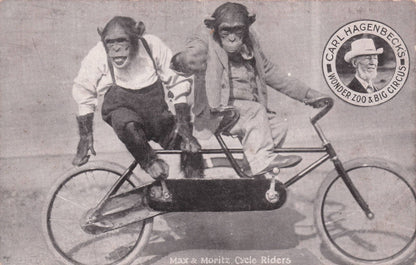 Carl Hagenbeck German Chimpanzees On Bicycle Old Circus Postcard