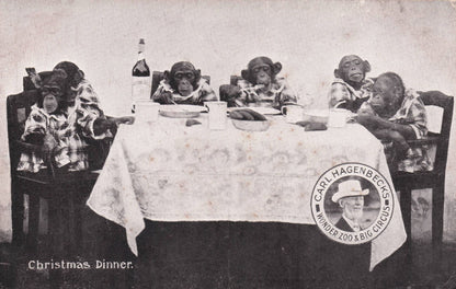 Carl Hagenbeck German Zoo Chimpanzees Christmas Dinner Circus Old Postcard