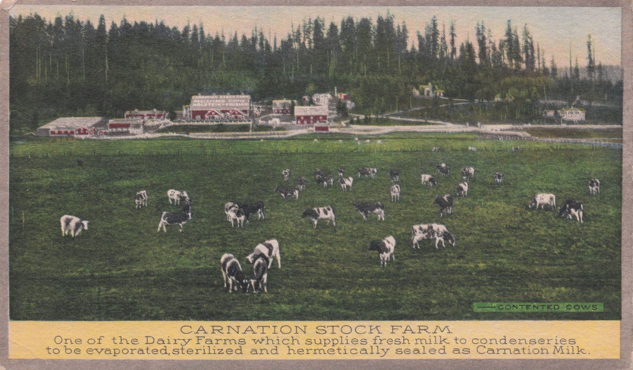 Carnation Stock Dairy Farm Milk Old Advertising Postcard
