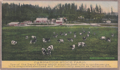 Carnation Stock Dairy Farm Milk Old Advertising Postcard