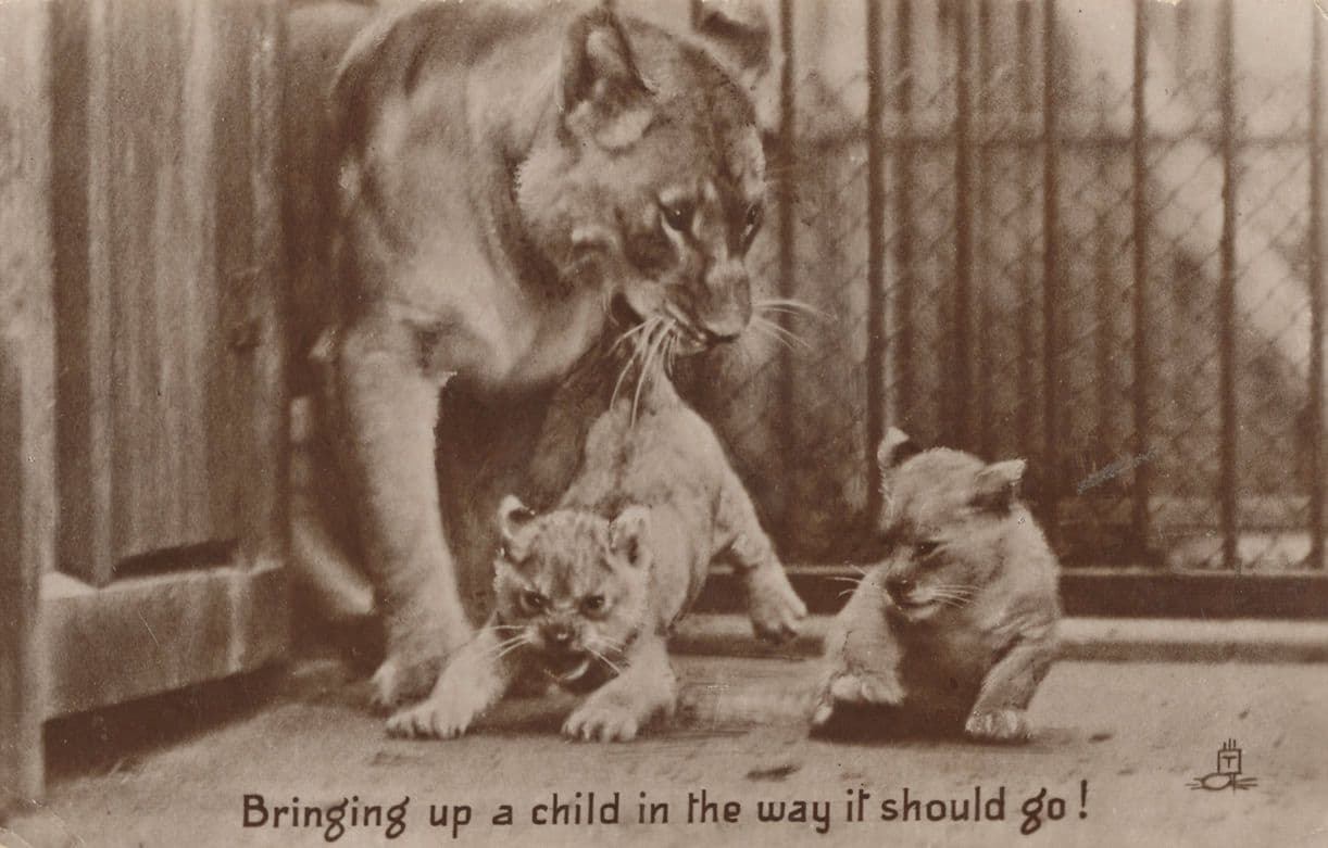 Caroline London Zoo Tiger Bringing Up Cubs Old Postcard