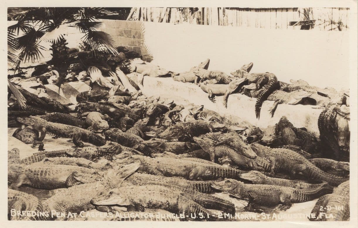Caspers Alligator Jungle Breeding Pen Reptile Old RPC Postcard