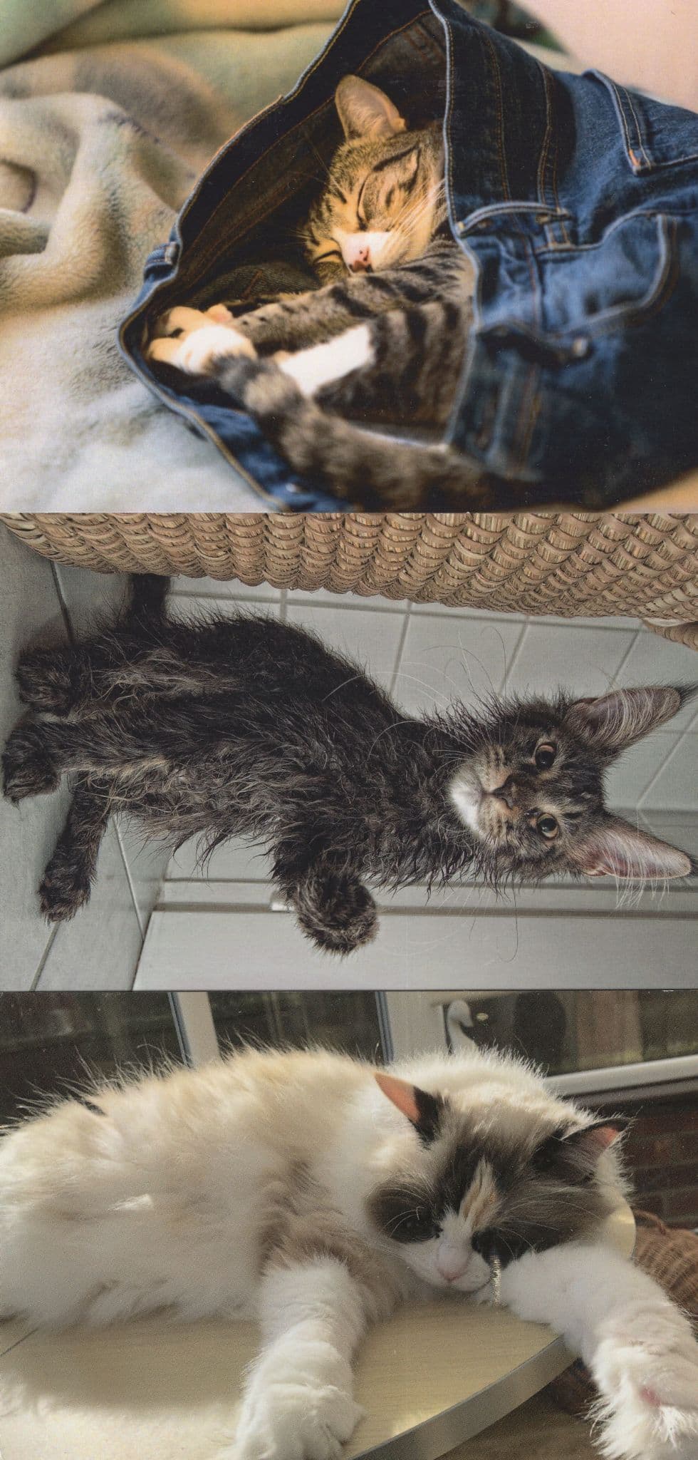 Cat Cats Kitten In Jeans Soaked 3x Comic Postcard s