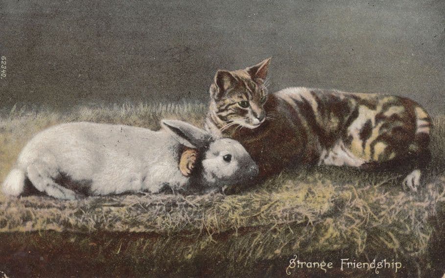 Cat Cuddling A Rabbit Strange Friendship Old Postcard