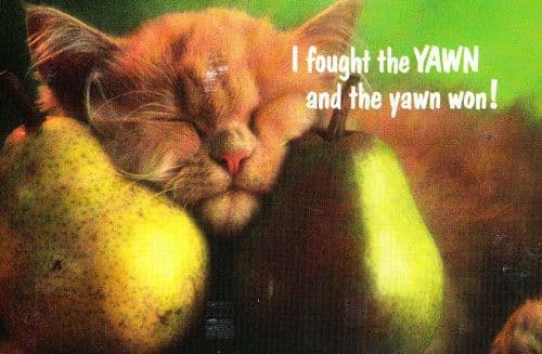 Cat I Fought The Yawn Yawning Law Punk Parody Song Fruit Pears Sleeping Postcard