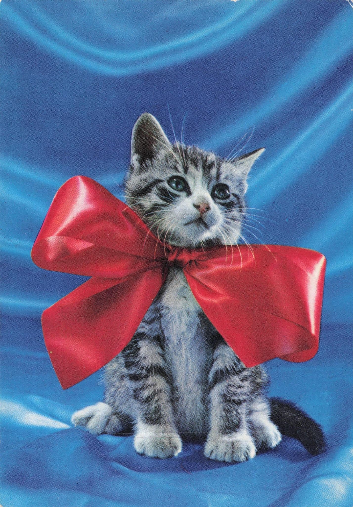 Cat Kitten & GIGANTIC Red Ribbon Amsterdam Holland Postcard