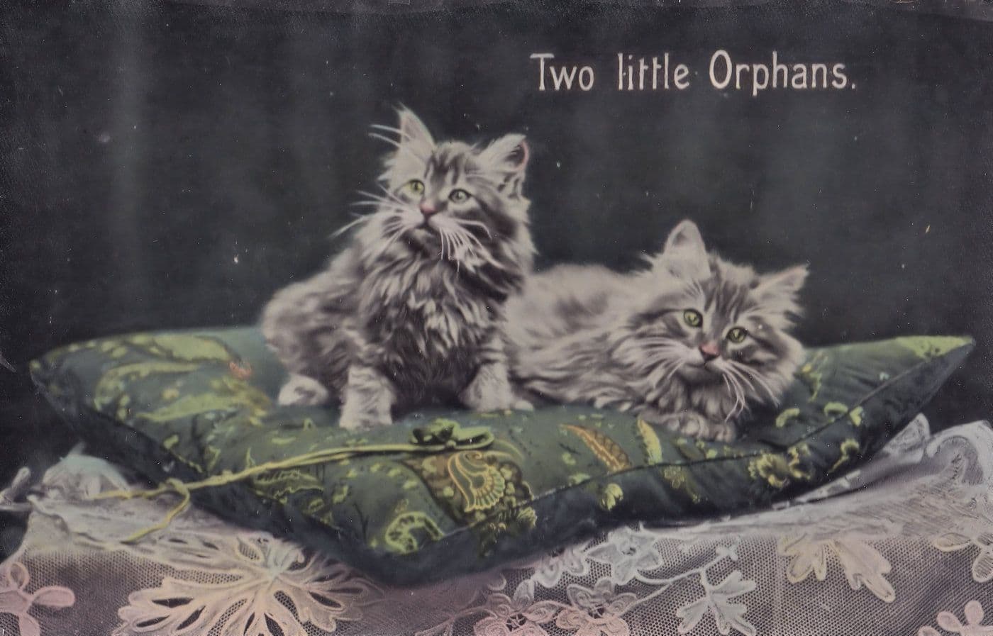 Cat Kitten Two Little Orphans Antique Real Photo Postcard