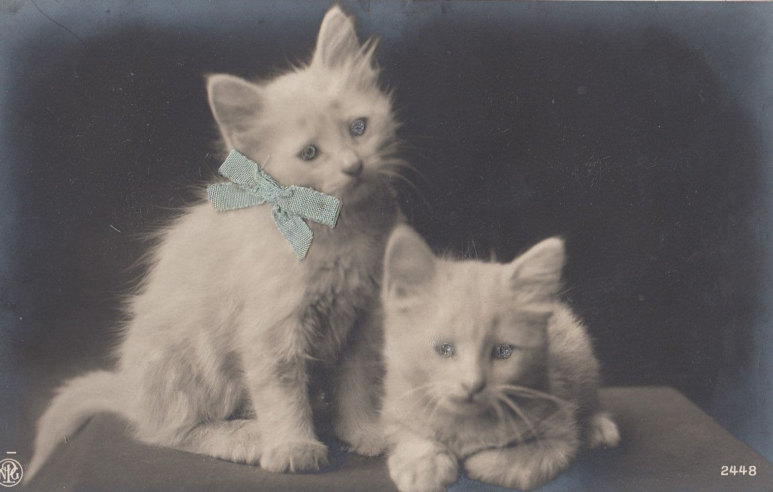 Cat Kitten With REAL BLUE RIBBON Antique Postcard