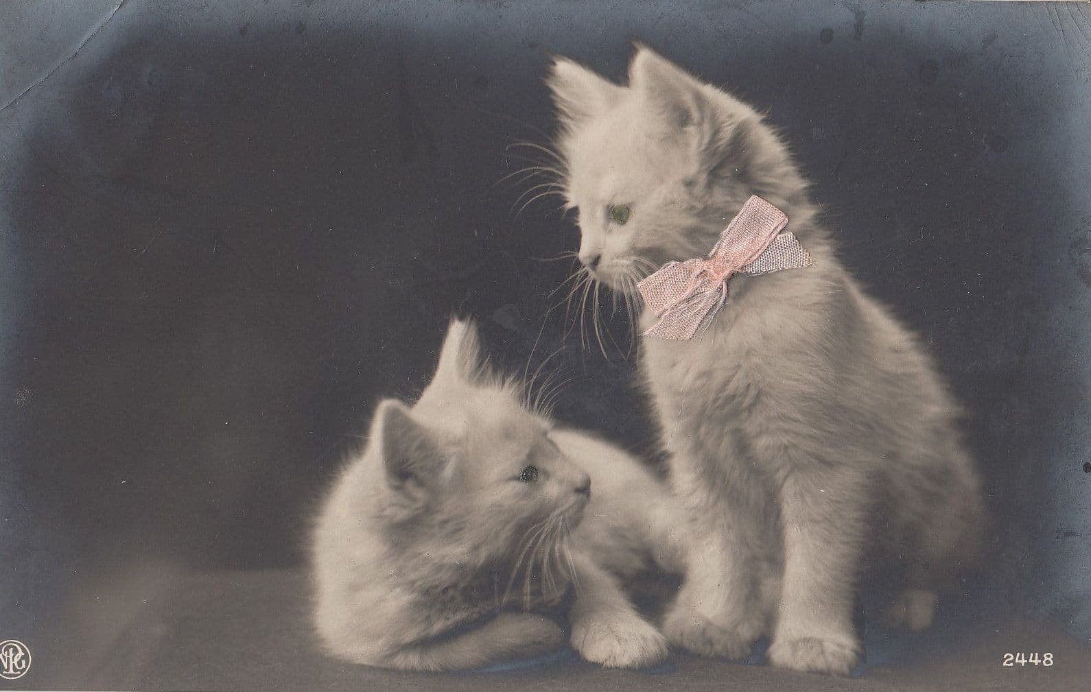 Cat Kitten With REAL PINK RIBBON Antique Postcard