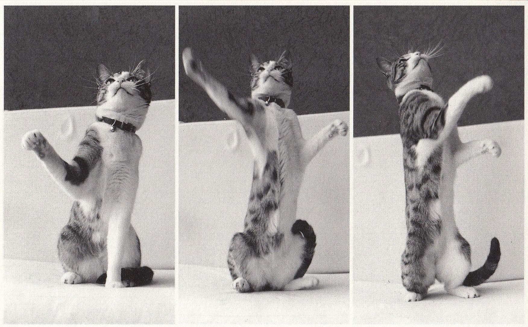 Cat Performing Playing In  Bath Waving Paws In Air Rare Postcard