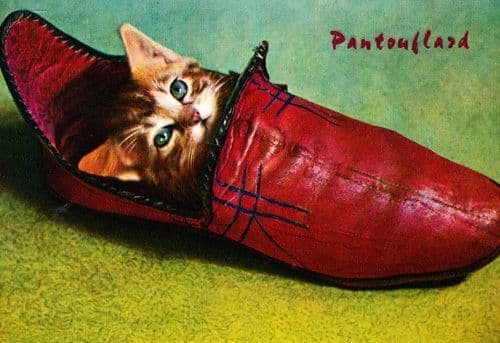 Cat Stuck Trapped In French Dutch Slipper Shoe Leather Clog Clogs Postcard