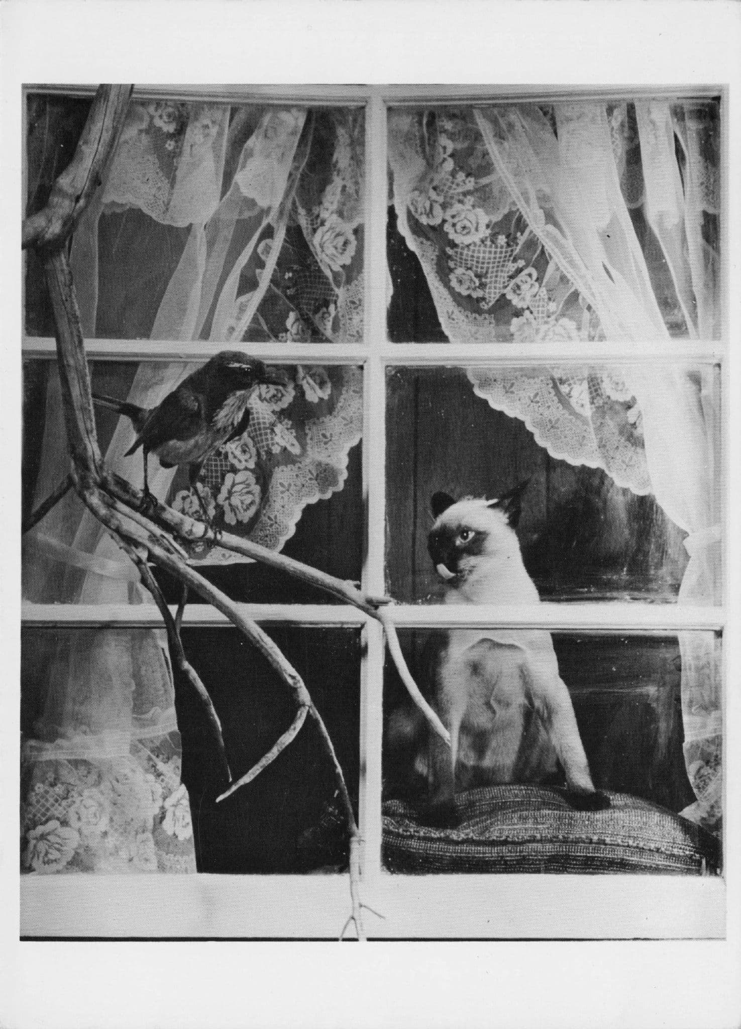 Cat Wanting To Eat Bird At Window Comic Photo Award Photo