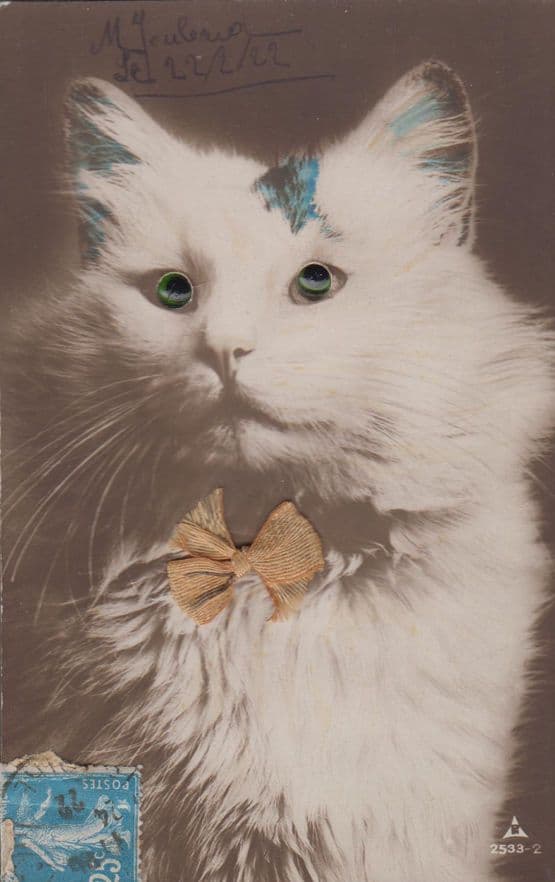 Cat With Gold Dickie Bow Ribbon Tie Collar 3D Effect Antique Cats Old Postcard