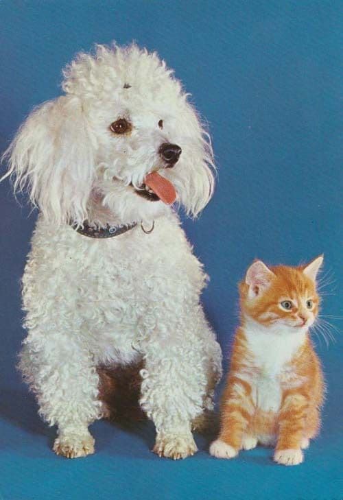 Cat & With Next To Poodle Dog Love Romance Cute Postcard