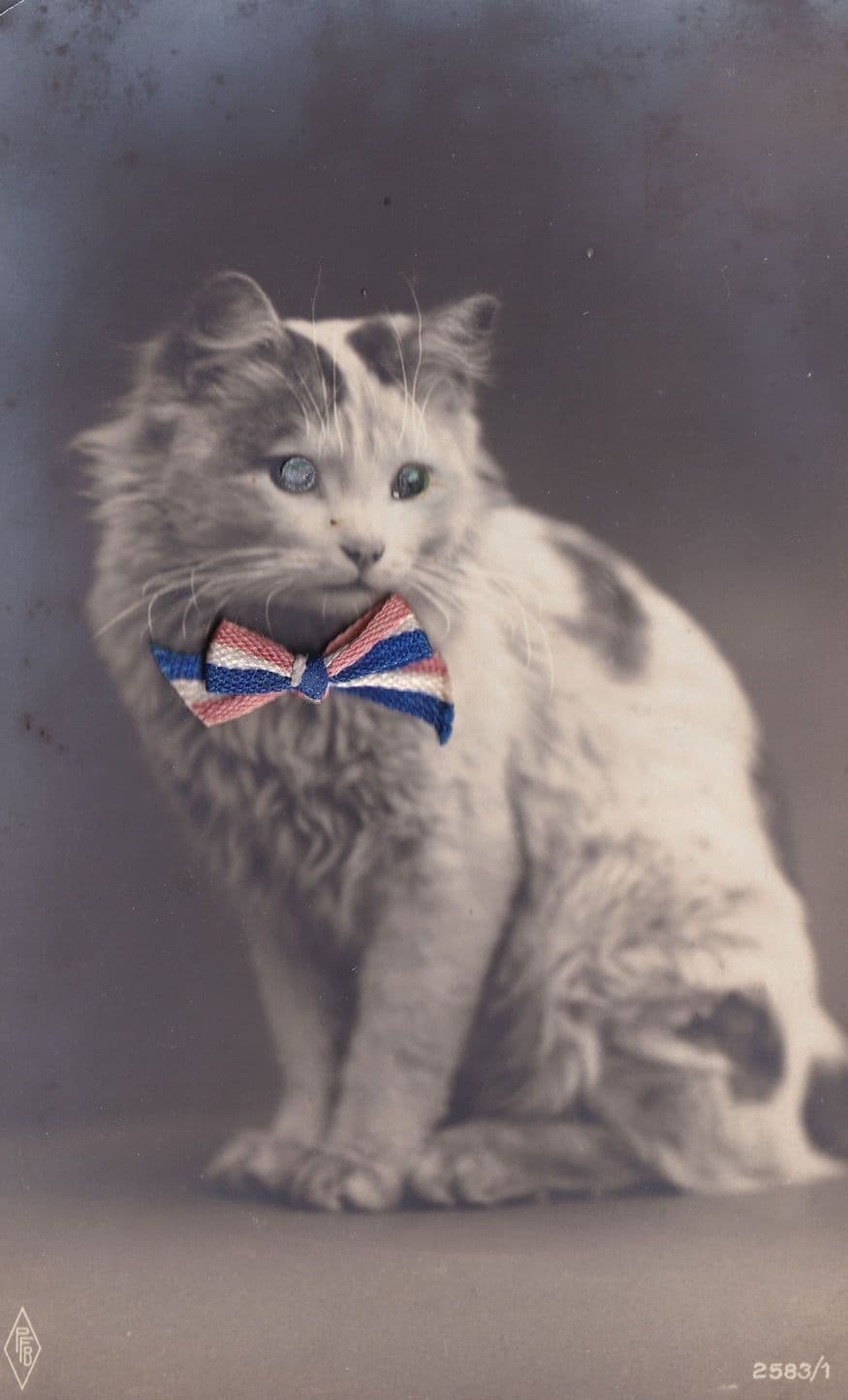 Cat With Real Bow Silk Tie Antique Postcard
