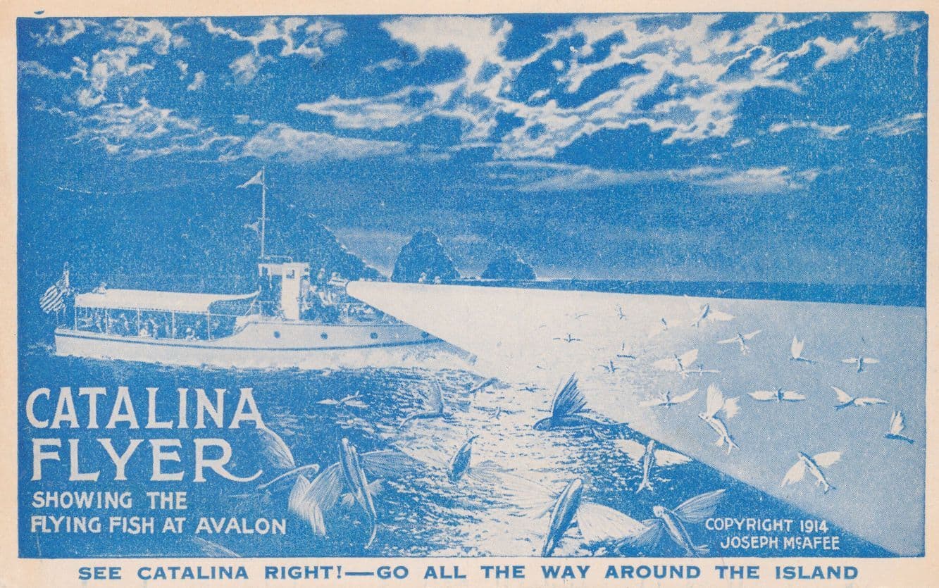 Catalina Island Flyer Sightseeing Excursion USA Old Postcard