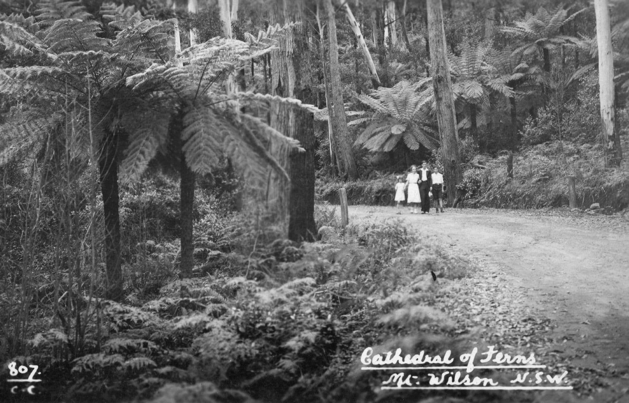 Cathedral Of Ferns Mount Wilson New Zealand Photo