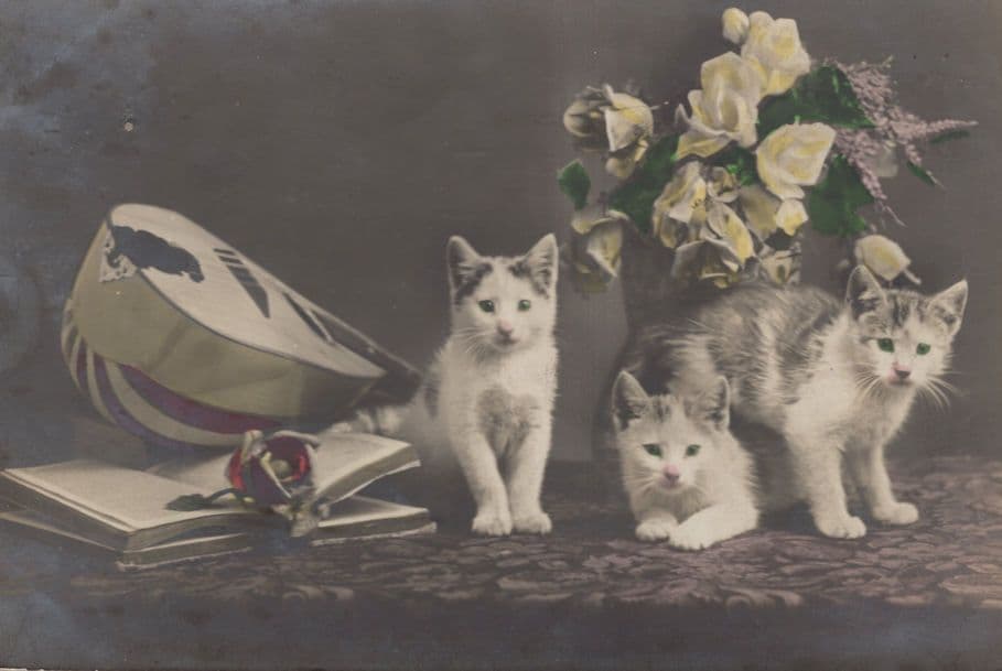 Cats Classical Guitar Music Library Book Old WW1 War Postcard