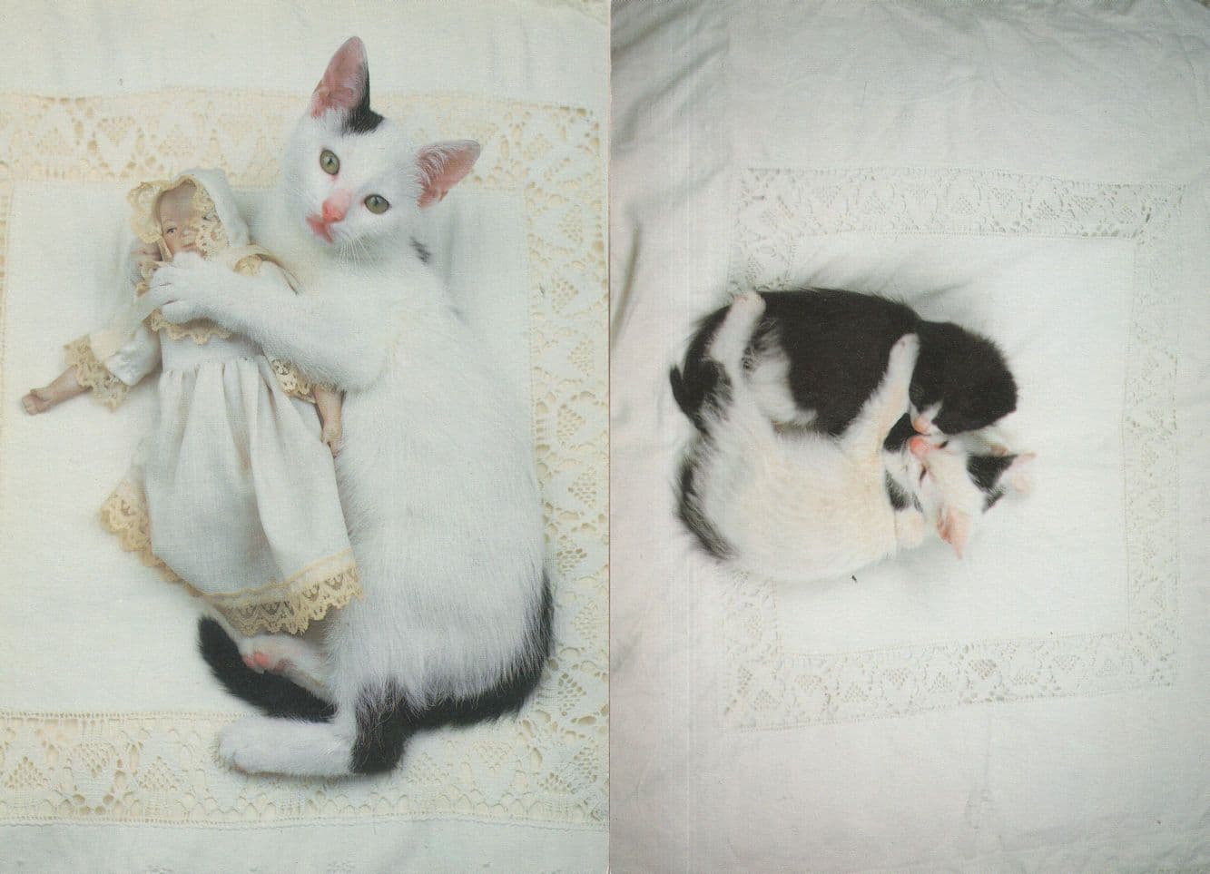 Cats Cuddling Toy Antique Dutch Doll 2x Cat Postcard s