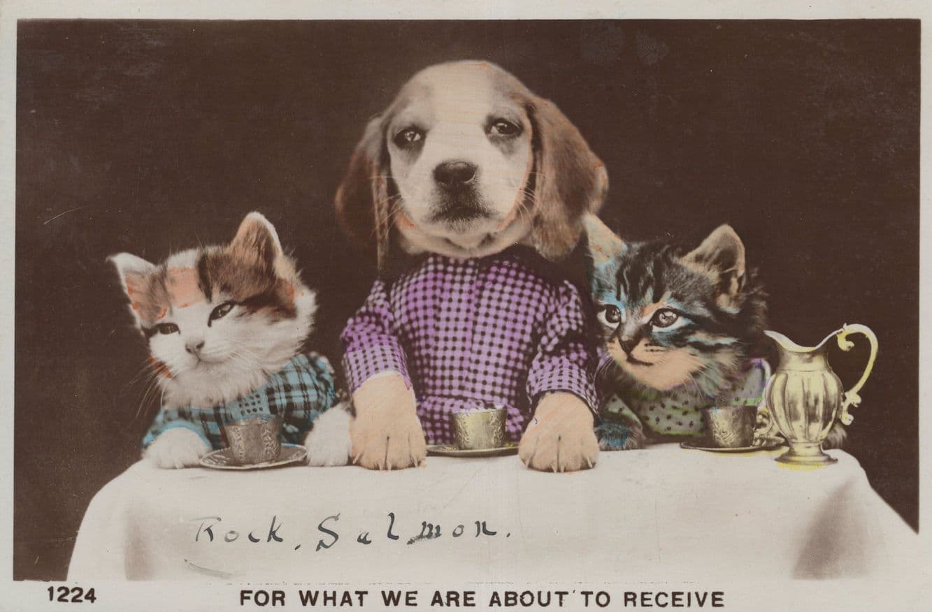 Cats Dogs Grace Before Meals For What We Are About To Receive Postcard