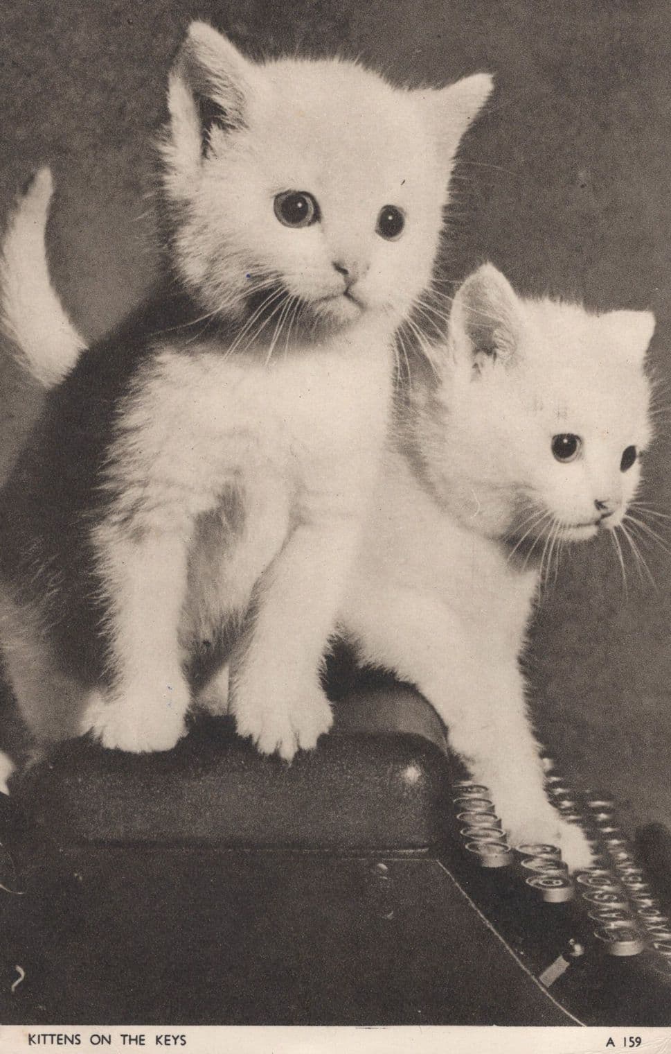 Cats Kittens Antique Typewriter On The Keys Jarrold Old Postcard