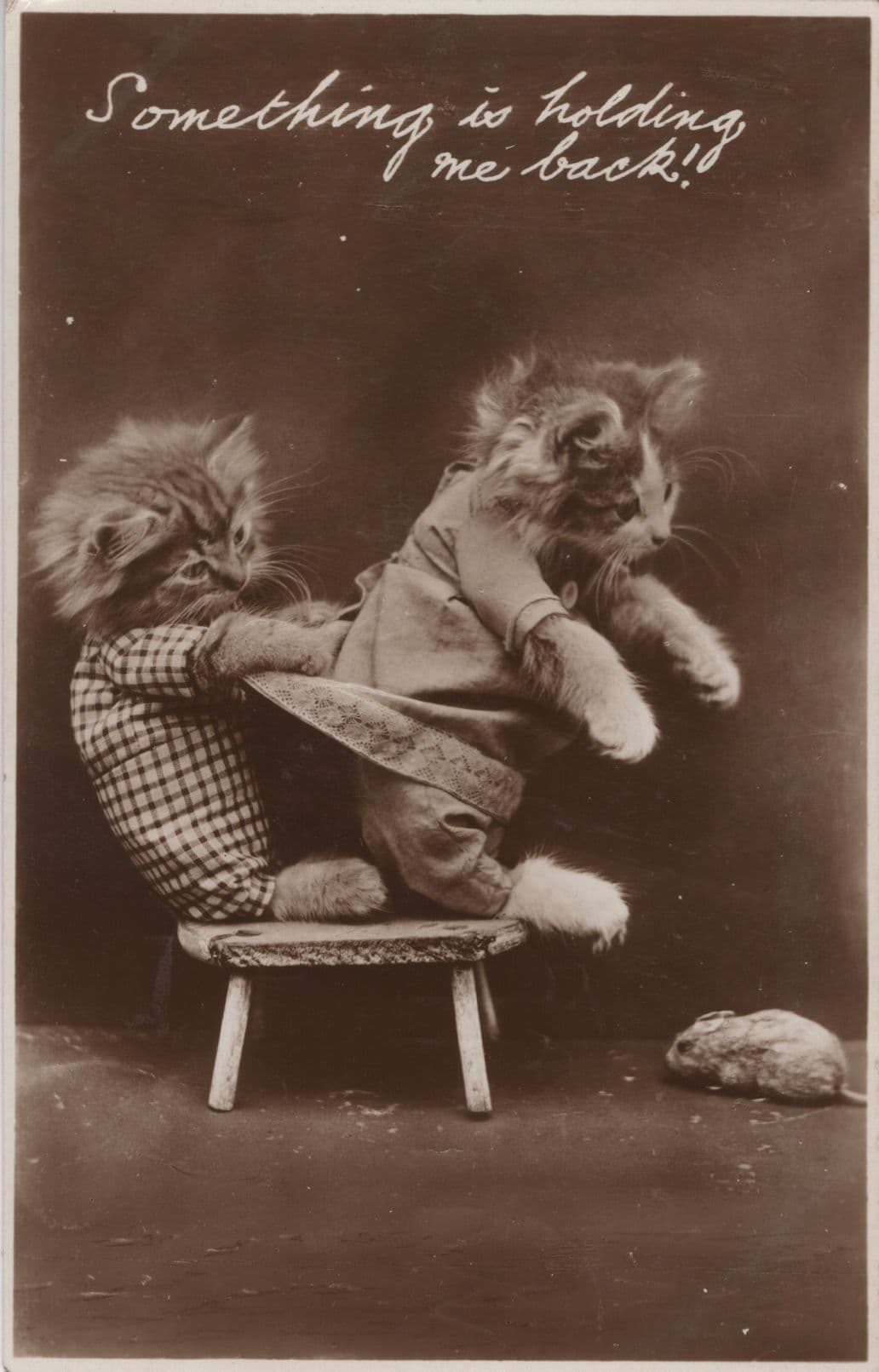 Cats Mending Baggy Trousers Something Is Holding Me Back RPC Cat Postcard
