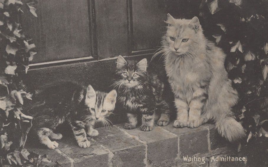 Cats On Doorstep Waiting Admittance Antique Cat Kitten Postcard